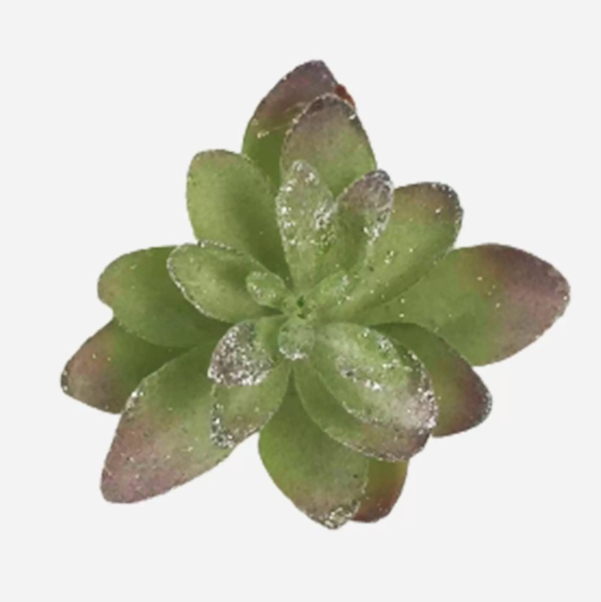 Pick & Berries>Christmas World Cactus Succulent Clip Green/Silver Sml