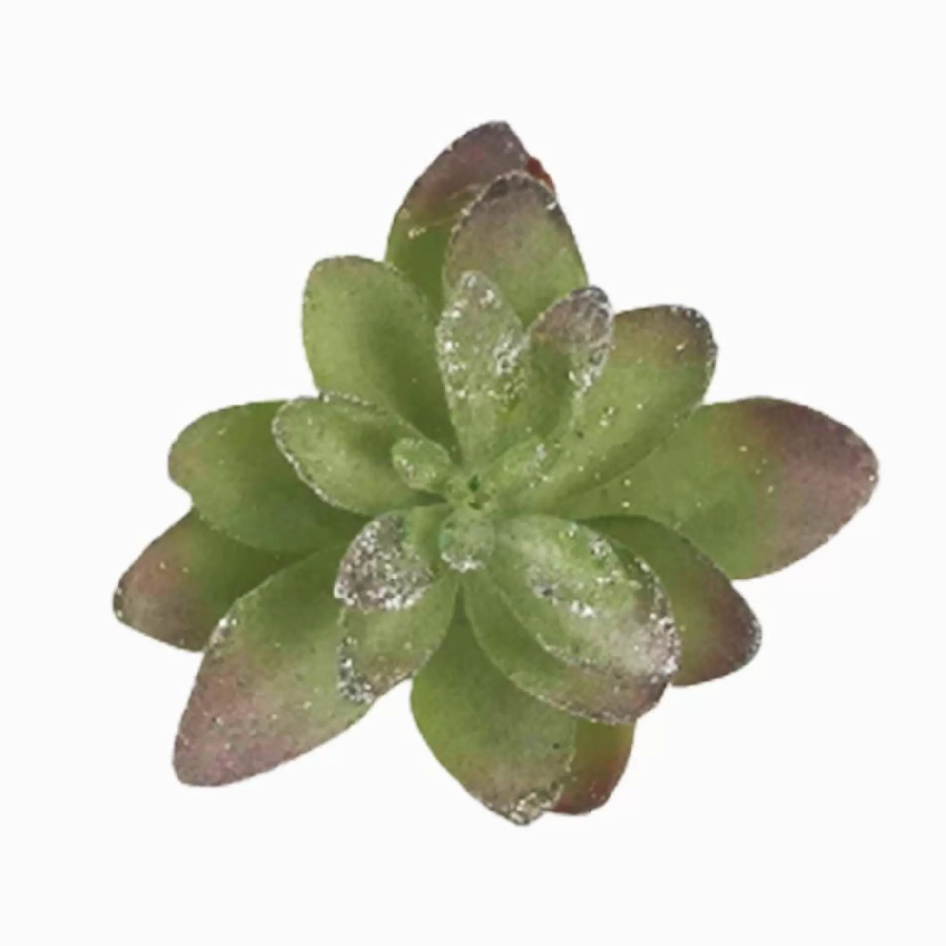 Pick & Berries>Christmas World Cactus Succulent Clip Green/Silver Sml