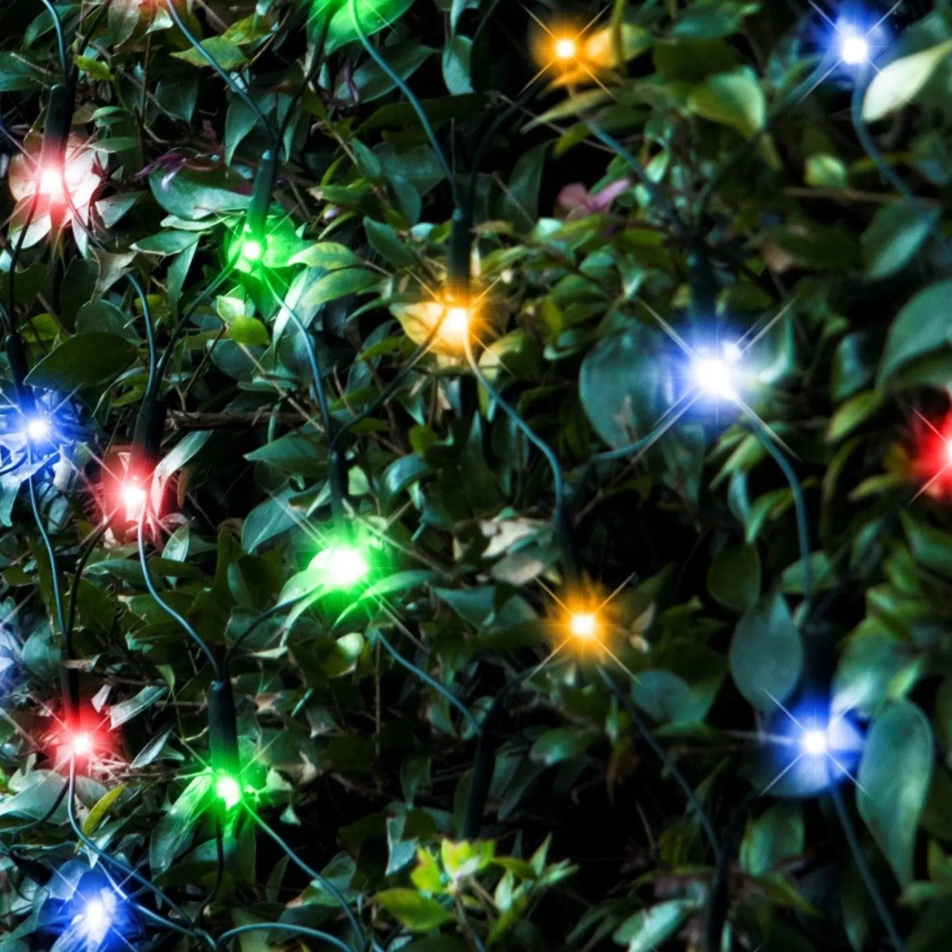 Net Lights>Christmas World Led Multicoloured Net Light (2.4M)