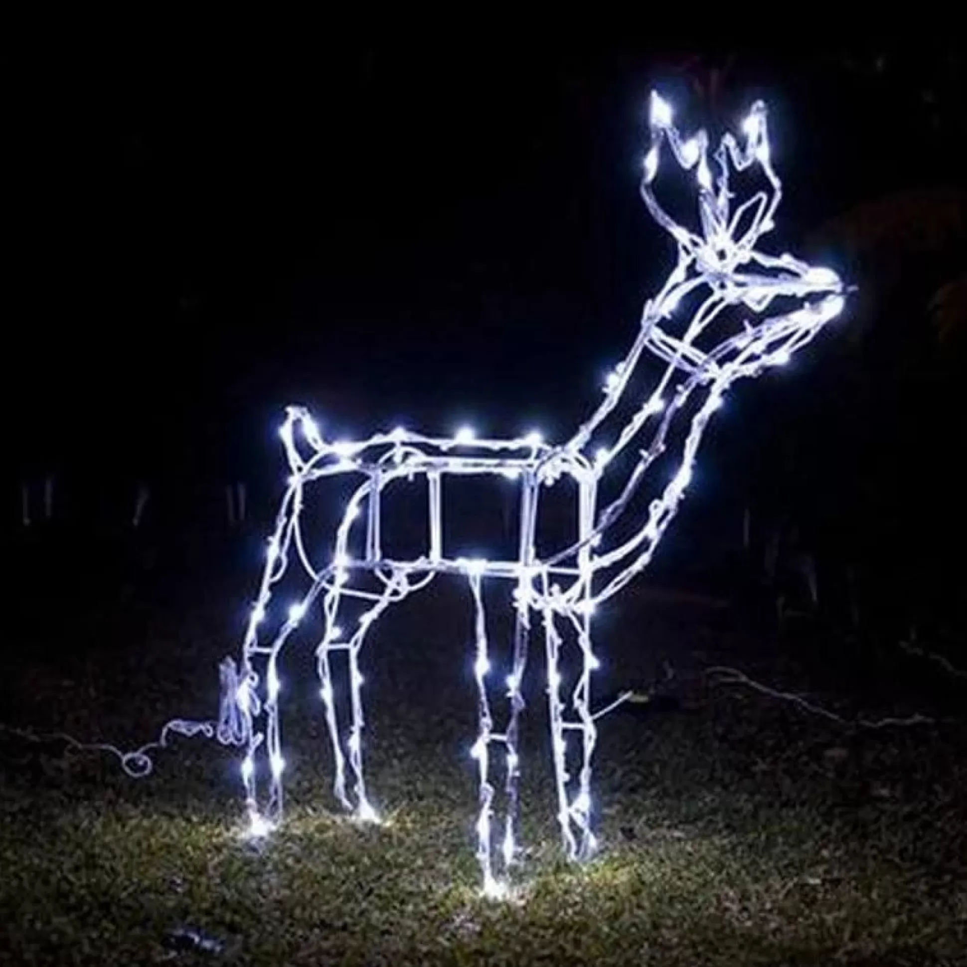 Solar Lights>Christmas World Led Solar Standing Or Feeding Reindeer - Feeding